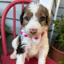 Waffle - Parti male Goldendoodle puppy in Camden, North Carolina from Oopsie Doodles of NC