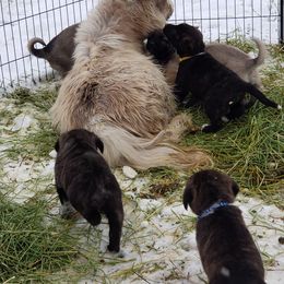 Anatolian Shepherd Dog and Australian Cattle Dog Puppies from 4D Cattle Dogs
