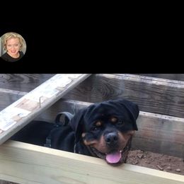 Miniature Schnauzer and Rottweiler All Grown Up from Rough Creek Kennels