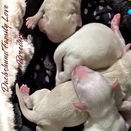 Dachshund puppies from Dachshund Family Love Breeders
