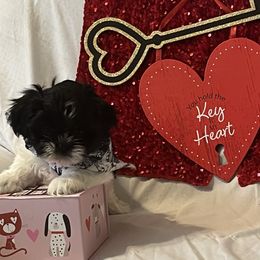 Shih Tzu Puppies from Stanford's Shih Tzus