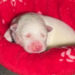 Milky Way - White female Siberian Husky puppy in Peoria, Arizona from Snowy Siberians