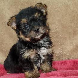 Shiba Inu and Yorkshire Terrier Puppies from Royal Kennels