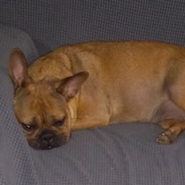 French Bulldogs from Gisclair Farm