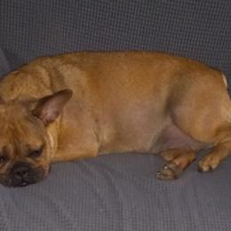 French Bulldogs from Gisclair Farm