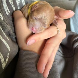 4th Pick ( Honey) - Apricot female Cavapoo puppy in Marquand, Missouri from Perfectly Playful Doodles