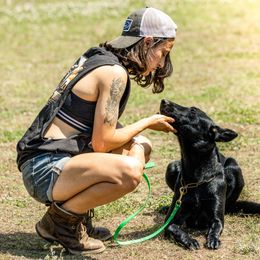 Belgian Malinois and Dutch Shepherd All Grown Up from Berserkermalinoiskennel
