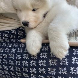 Samoyed Puppies from Morning Star Samoyeds