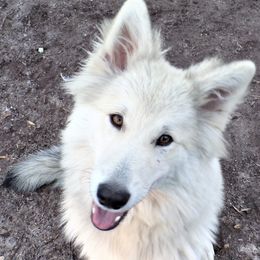 Mishka - Siberian Husky