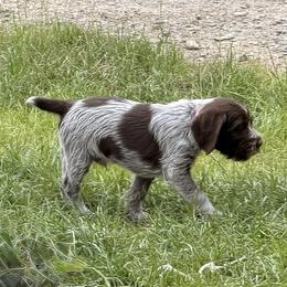 Pink Boy - Brown and gray male Wirehaired Pointing Griffon puppy in Sheldon, Vermont from Ole Poor Farm