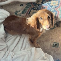 Dachshunds from Agape Dachshunds