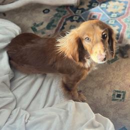 Dachshunds from Agape Dachshunds