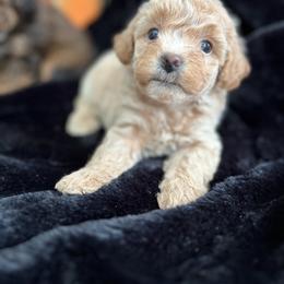 Cockapoo and Goldendoodle Puppies from Bright and Beautiful Cockapoos and Doodles