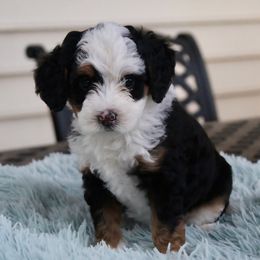 Bernedoodle Puppies from Fields Family Farm