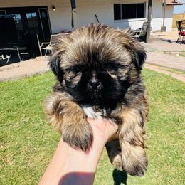Oakley - Brindle male Shih Tzu puppy in Surprise, Arizona from Sara's Shih Tzus