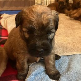 Green girl - Wheaten female Soft Coated Wheaten Terrier puppy in Las Vegas, Nevada from Irish Wheatens in Las Vegas