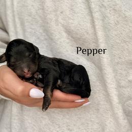 Pepper - Phantom female Bernedoodle puppy in Pennsylvania from Bells Bernedoodles