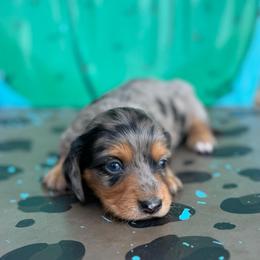 Snickers - Dapple female Dachshund puppy in Hawley, Texas from Foxy’s Dachshunds & Toy Aussies