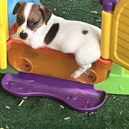 Border Collie and Jack Russell Terrier Puppies from CP FARMS BORDER COLLIES N JACKS CORP