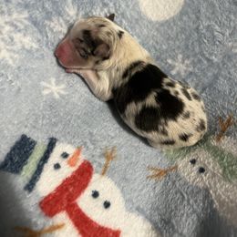 Boy 1 - Blue merle male Australian Shepherd puppy in Powhatan, Virginia from Ohana Amstaffs and Aussies