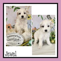 Jewel - Black and white female Schnoodle puppy in Lebanon, Missouri from Cedar Glades Canines