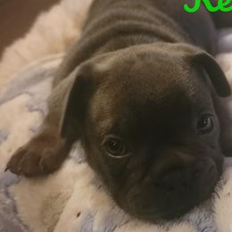 French Bulldogs from Martin Family Kennels
