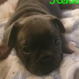 French Bulldogs from Martin Family Kennels