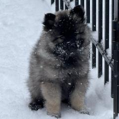 Keeshond Puppies from Hocking Hills Keeshonds