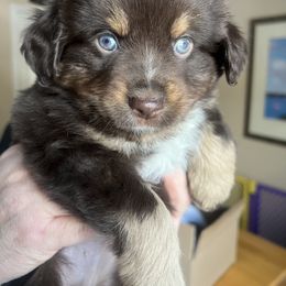 Aussiedoodle, Miniature Australian Shepherd, and Poodle Puppies from Cape Cod Poodles And Doodles