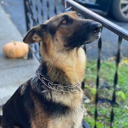 Nina - German Shepherd