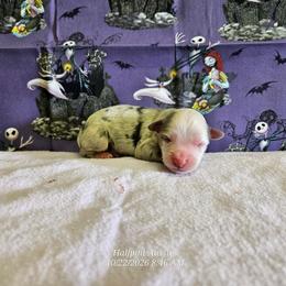 Casper - Blue merle male Miniature Australian Shepherd puppy in Snowflake, Arizona from Halfpint Aussies