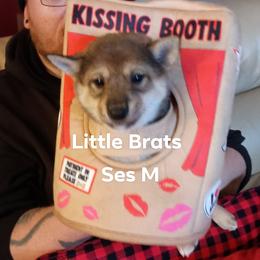 Kringle Sesame - Sesame male Shiba Inu puppy in Colorado Springs, Colorado from Little Brats