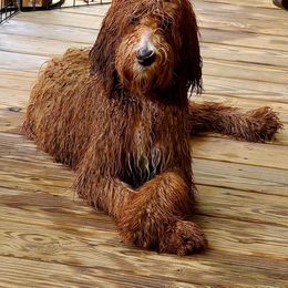 Goldendoodle All Grown Up from Dew Drop Doodles