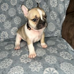 Boy 1 - French Bulldog puppy in The Dalles, Oregon from RC French Bulldogs