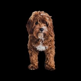Remy - Cavapoo