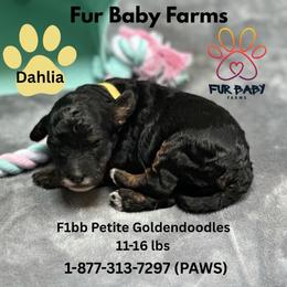 Dahlia - Merle female Goldendoodle puppy in Michigan from Fur Baby Farms