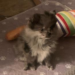 Boy 1 - Blue merle male Pomeranian puppy in Gotha, Florida from Jazzi’s Poms