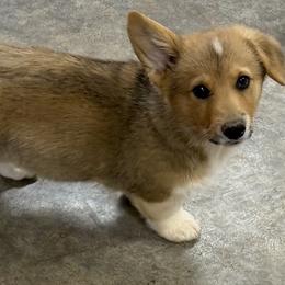 Boy 3 - Red male Pembroke Welsh Corgi puppy in Moulton, Alabama from Reed's Pembroke Corgi Welsh