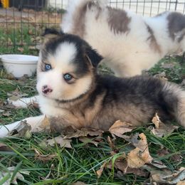 Aspen - Wolf sable female Pomsky puppy in Sturgis, Kentucky from Furever Pomskies
