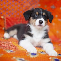 Girl 3 - Black Australian Shepherd puppy in Tennessee from Sidney Vale Aussies