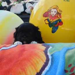 Lhasa Apso Puppies from Lots of Lhasa Love