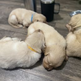 Golden Retriever Puppies from Hearth & Homestead
