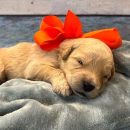 Oliver - Cream male Goldendoodle puppy in The Woodlands, Texas from Gracie's Goldendoodles and Bernedoodles