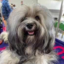 Havanese from Andorra