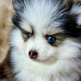 Dolly - Tri-color female Pomsky puppy in Spokane Valley, Washington from Northern Blue Pomskies