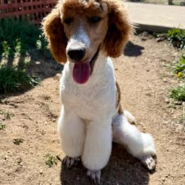 Jacques - Parti male Poodle puppy in Peyton, Colorado from Fuzzybottoms Ranch LLC
