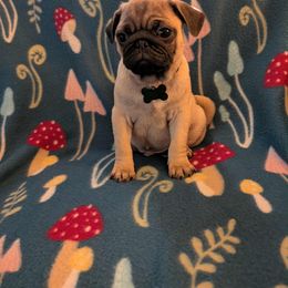 Pug Puppies from Lisa's Pugalicious Pugs