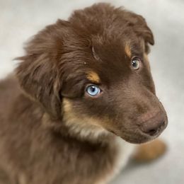Girl 3 - Red tri-color Australian Shepherd puppy in Marshall, Virginia from Aussie Tales Farm