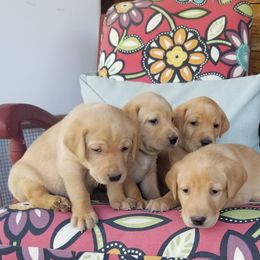 Labrador Retriever Puppies from Canyon River Outfitters