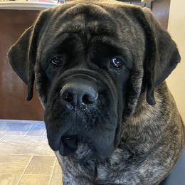 Veruca  - Mastiff